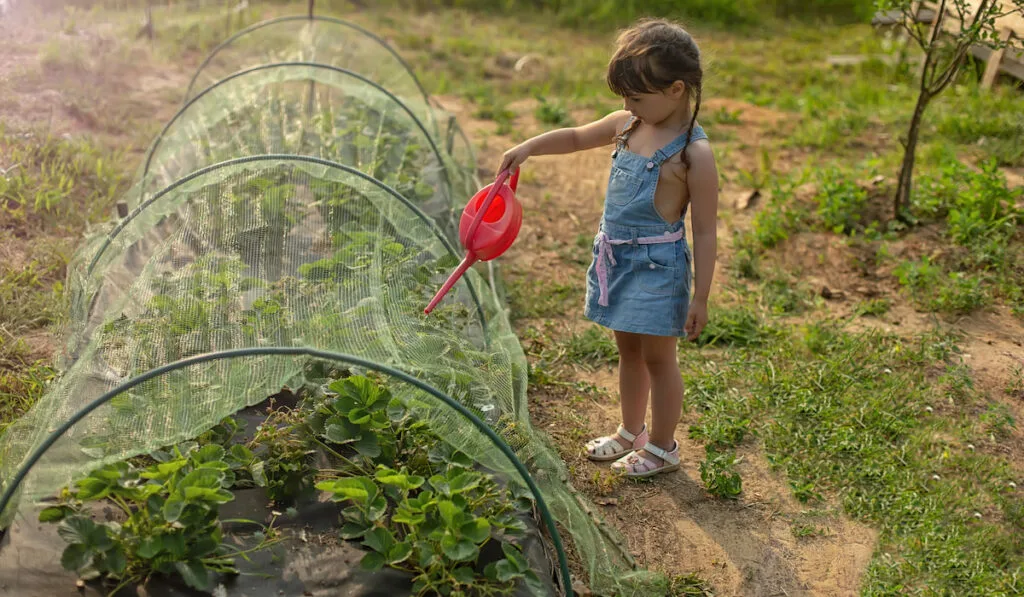 girl watering strawberry plant inside netting in the garden