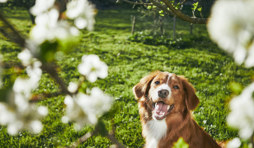 lovely brown dog resting on the garden with flowers on background
