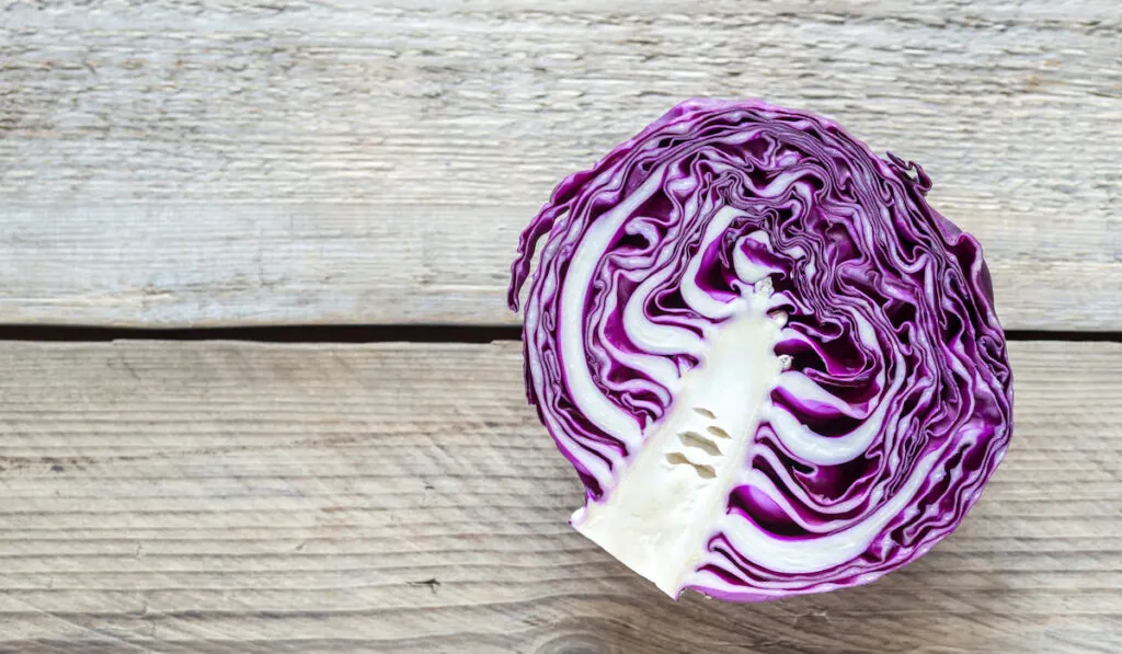 type of cabbage - sliced purple cabbage on wooden background