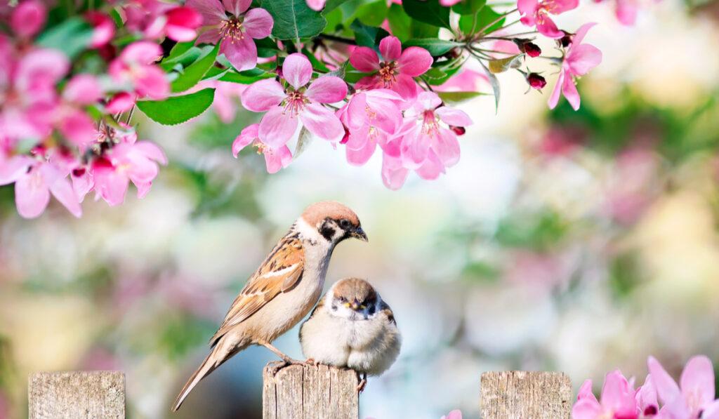 two birds standing on wooden fence of garden with pink flowers on background 