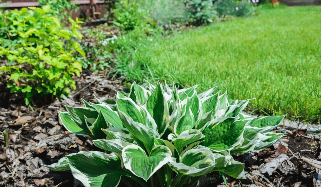 white and green leaves of hostas plant