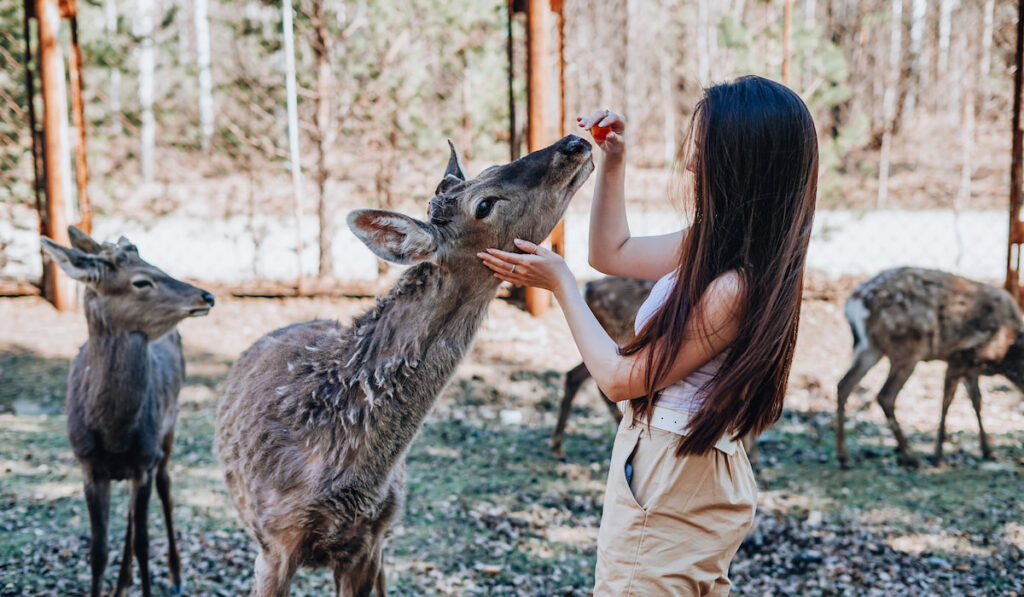 woman feeding a deer in the forest 