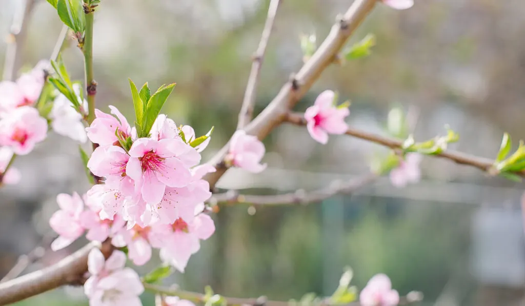 Beautiful blooming peach trees in spring park.