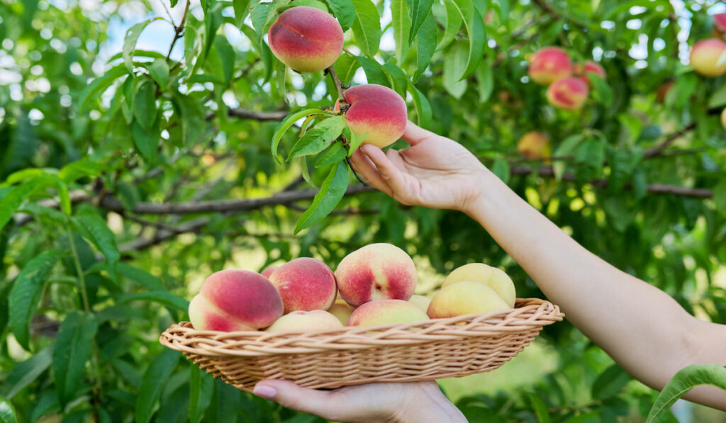 Close-up of female hand picking ripe peaches from tree into basket
