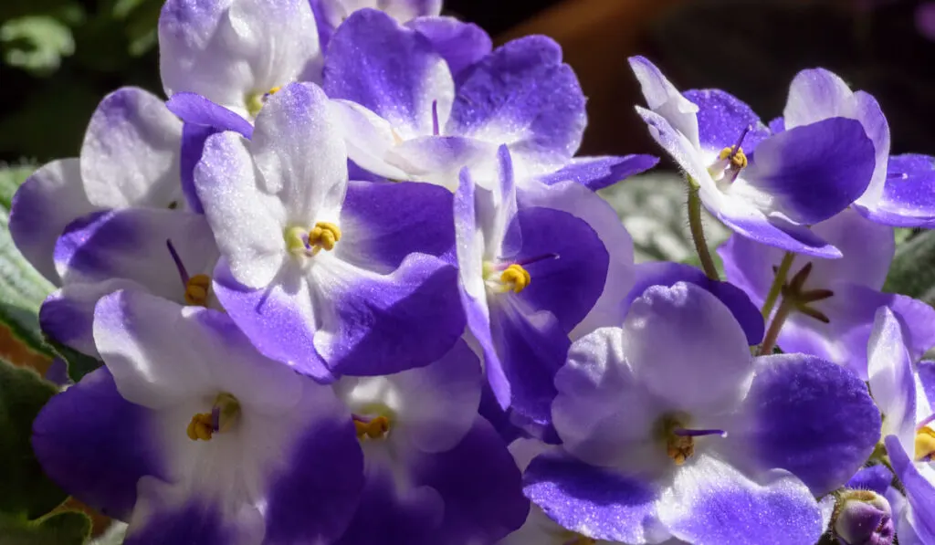 Closeup of beautiful purple African violet blooms
