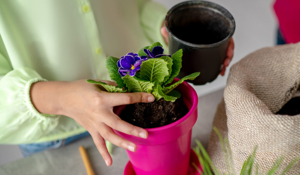 Hands of a girl planting an african violet in a pot