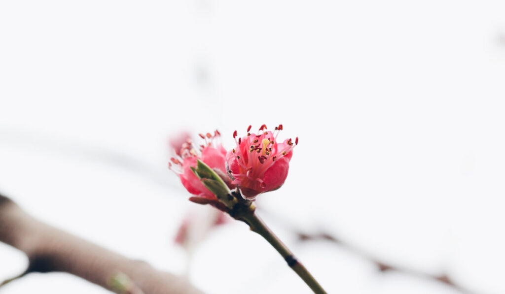Peach tree blossom against clear sky