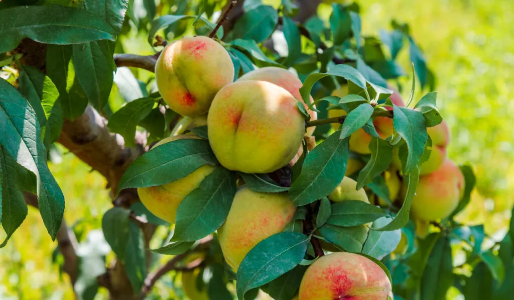 Peaches growing on a tree
