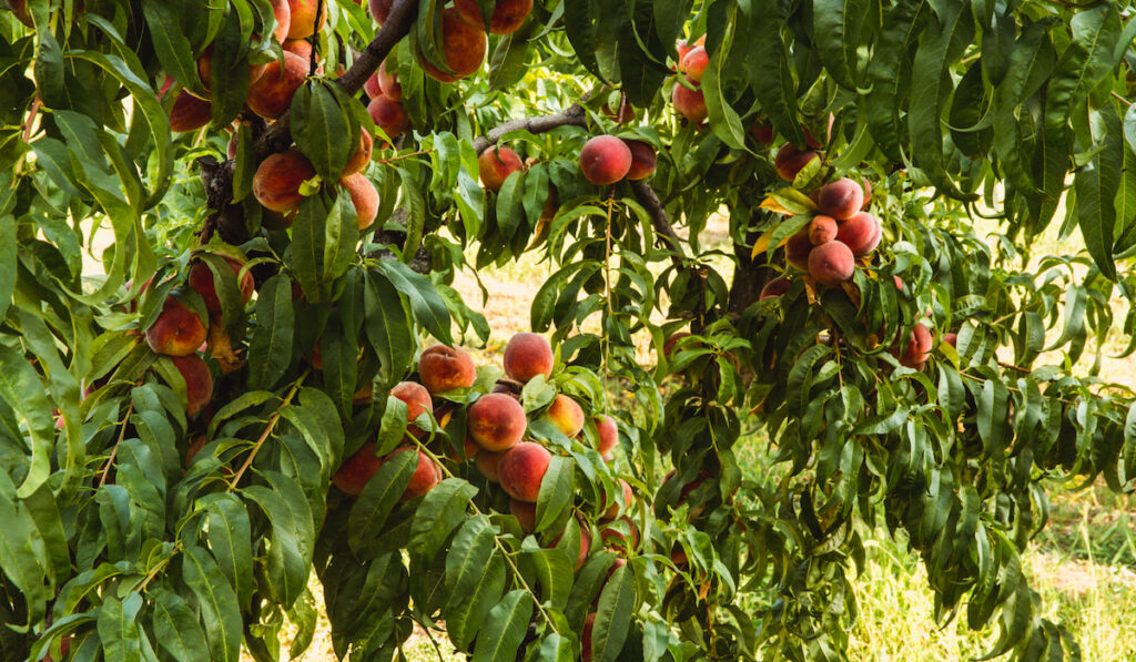 Sweet organic peaches on tree in big garden