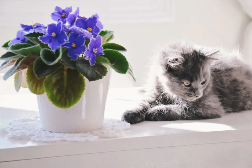 cute little gray kitten sitting near the window beside an african violet plant