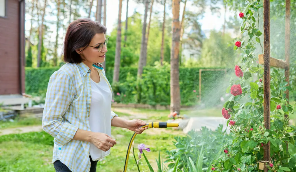 woman in her backyard watering her plant of roses