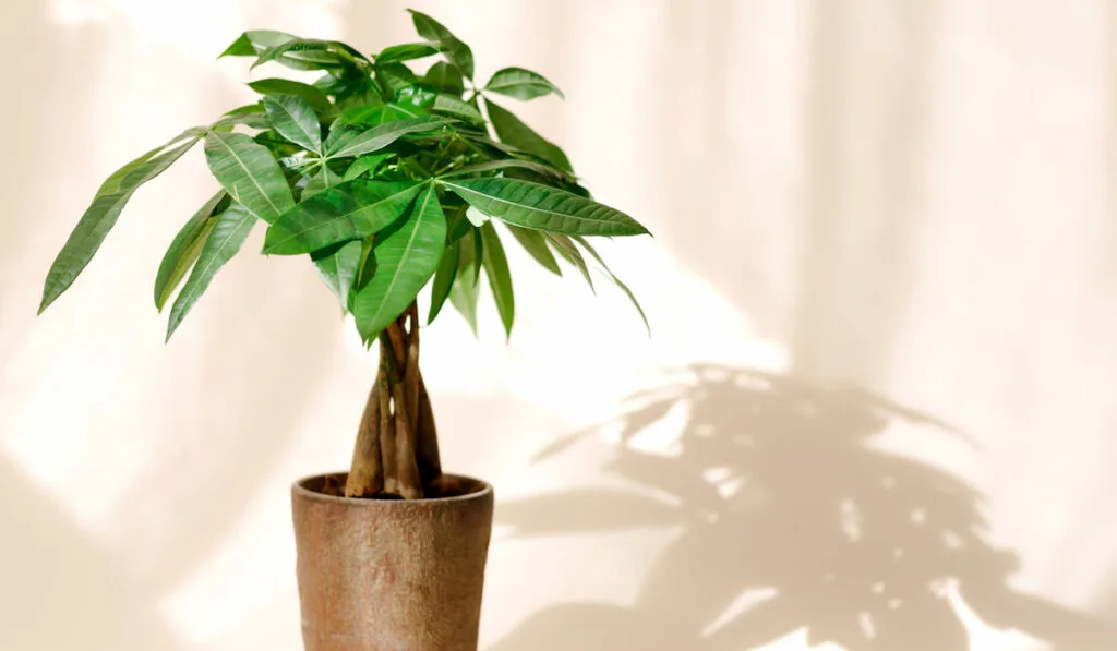 A "Money Tree" plant (Pachira Aquatica). Green pachira aquatica leaves on beige background.