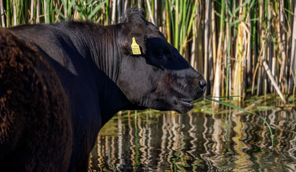 A black bull eats grasses from a pond with water and bulrushes background
