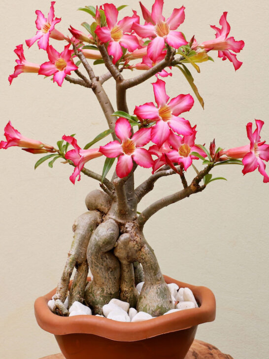 A-vase-of-pink-desert-rose-with-several-flowers-and-a-very-developed-caudex