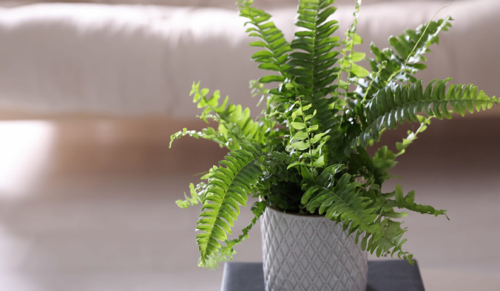 Beautiful potted fern on book in living room