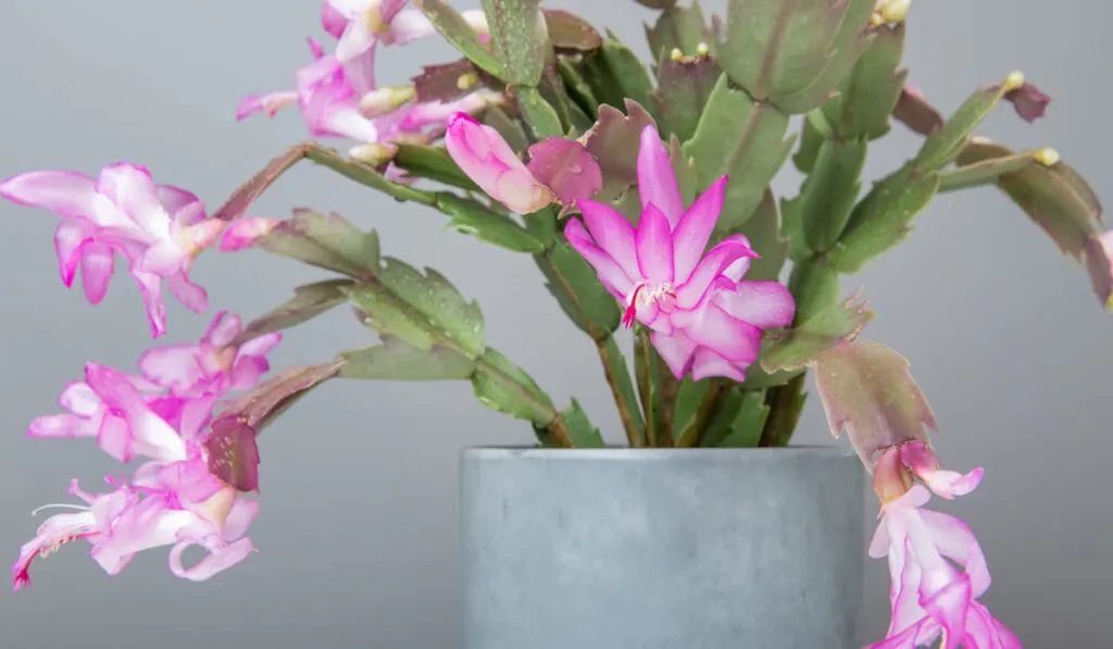 Blooming Pink Christmas Cactus schlumbergera in a pot on white background