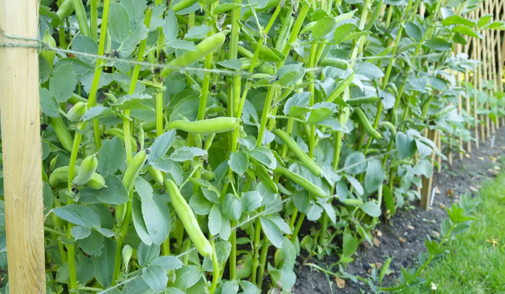 Broad beans or fava beans growing in a vegetable garden
