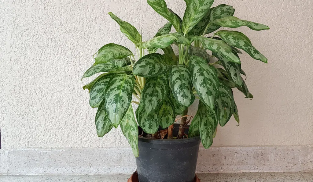 Chinese Evergreen in a black pot near the white wall