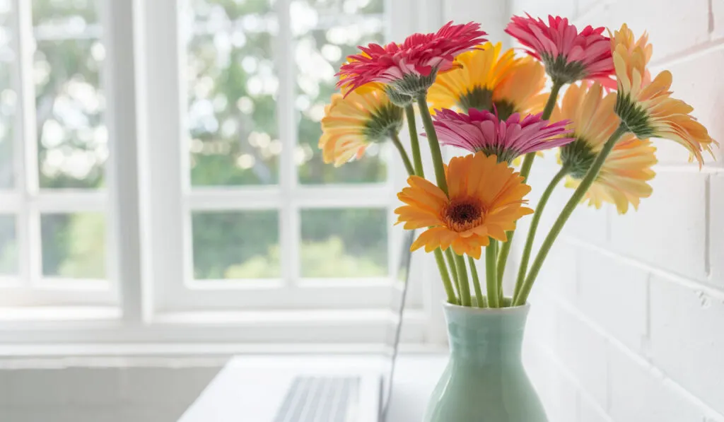 Closeup of yellow and pink gerbera daisies in green vase on desk with laptop next to window