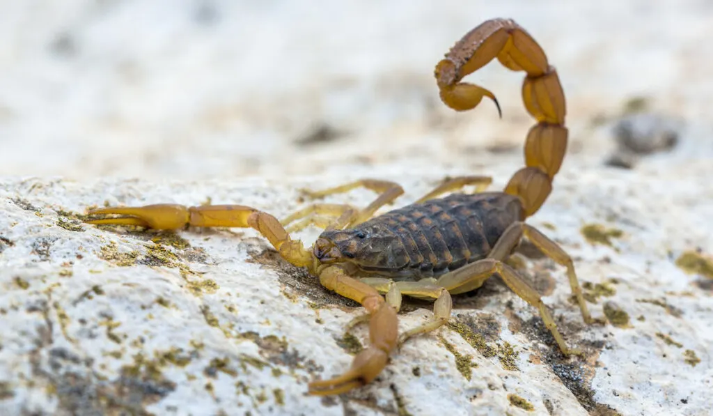 Common Yellow Scorpion on a rock