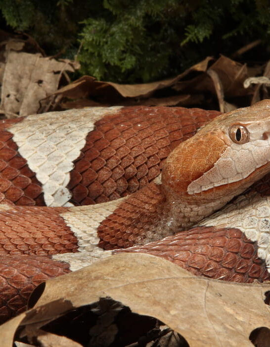 Copperhead-Snake-on-with-dry-leaves