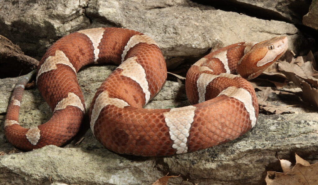 Copperhead snake on large rocks 