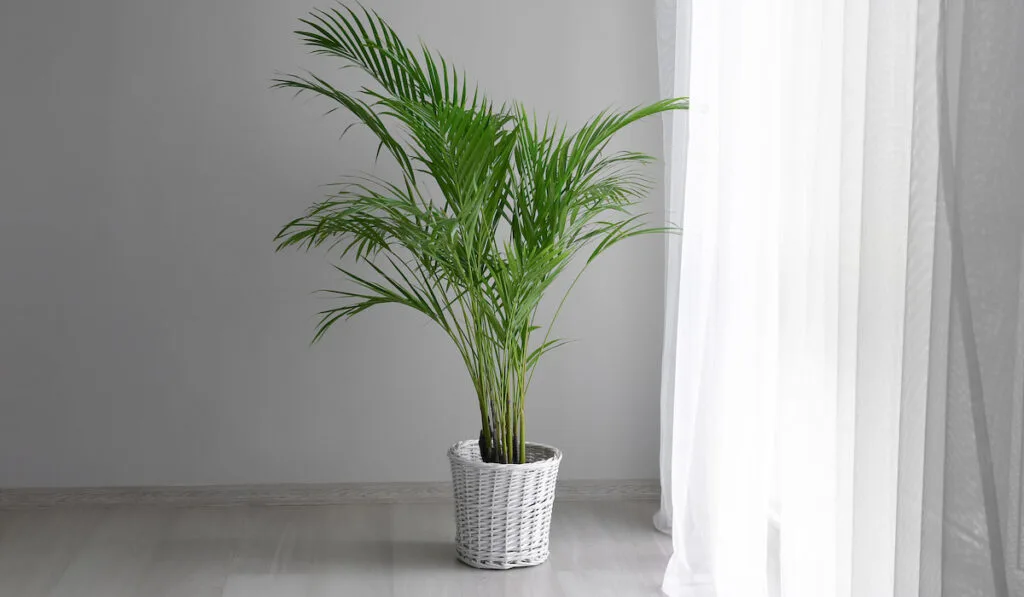 Decorative Areca palm in interior of room

