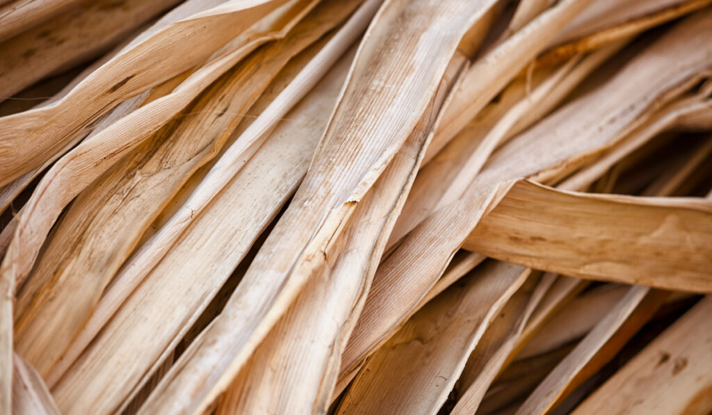 Dry reed leaves