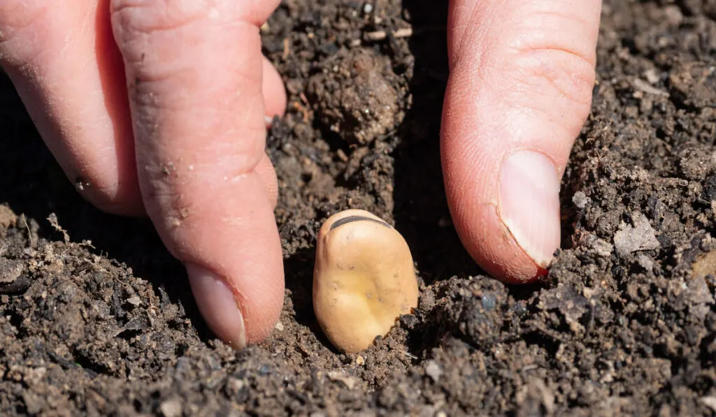 Farmer planting fava beans in the early spring.

