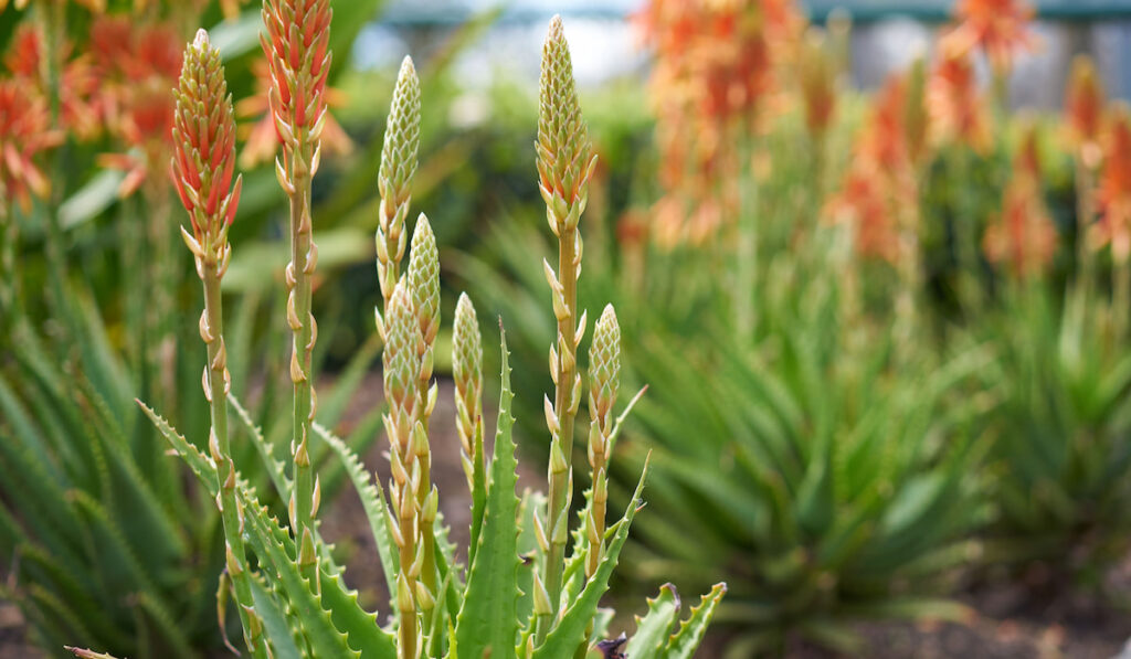 Flowering Aloe Vera Plant in Spring at Flagstaff Gardens