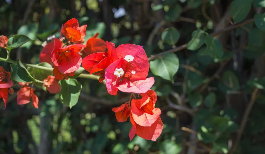 Flowering Bougainvillea shrub with small white flowers
