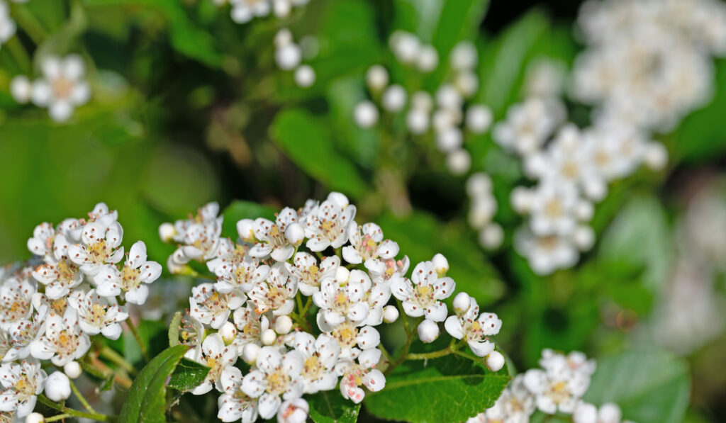 Flowering Firethorn oe Pyracantha, in spring