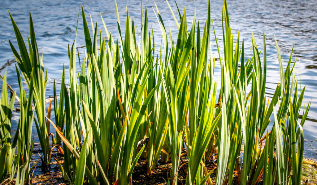 Fresh green Reeds at a Fish Pond
