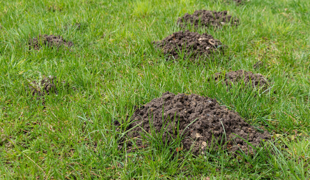 Fresh mole mounds on the lawn in the garden. Filled with soil