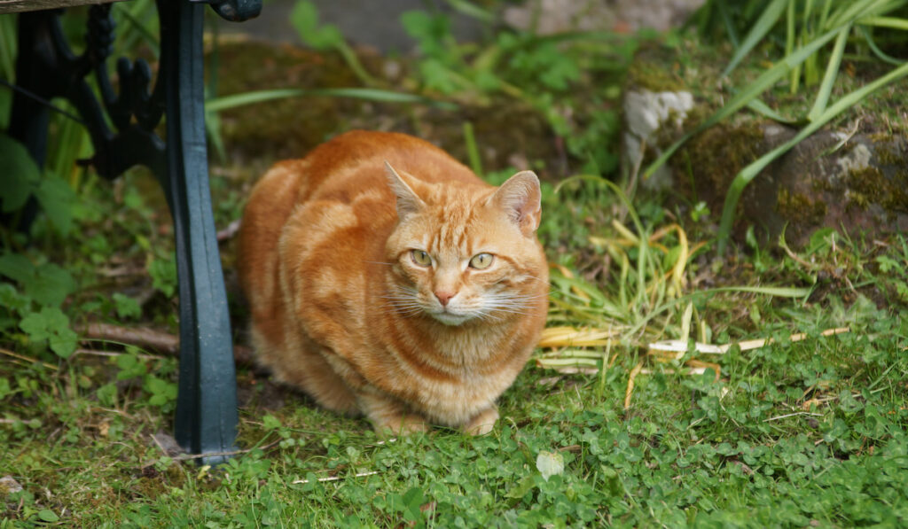 Ginger Tom Cat Relaxing in a Garden