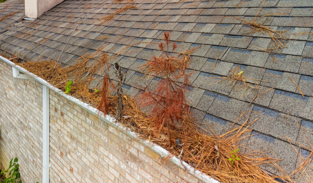 Gutter on home full of leaves, pine straw, and debris.
