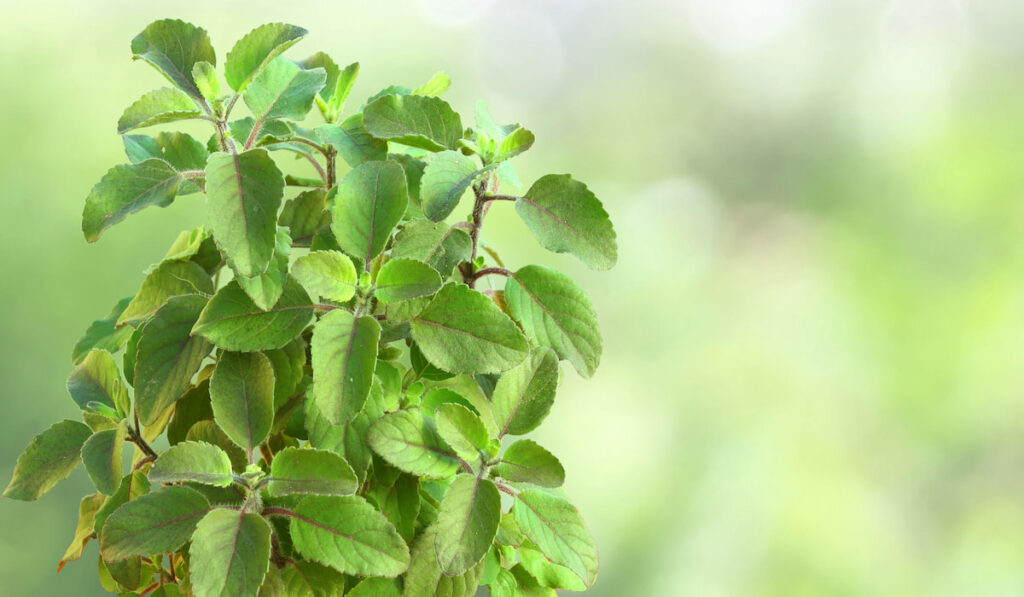 Medicinal tulsi or holy basil plant on blurry green background