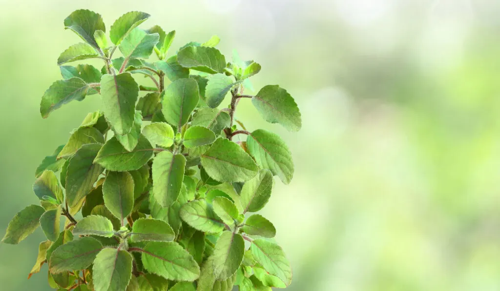 Medicinal tulsi or holy basil plant on blurry green background