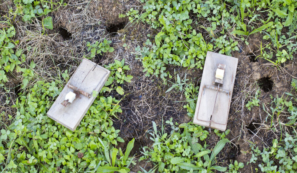 Mouse traps on garden lawn closeup
