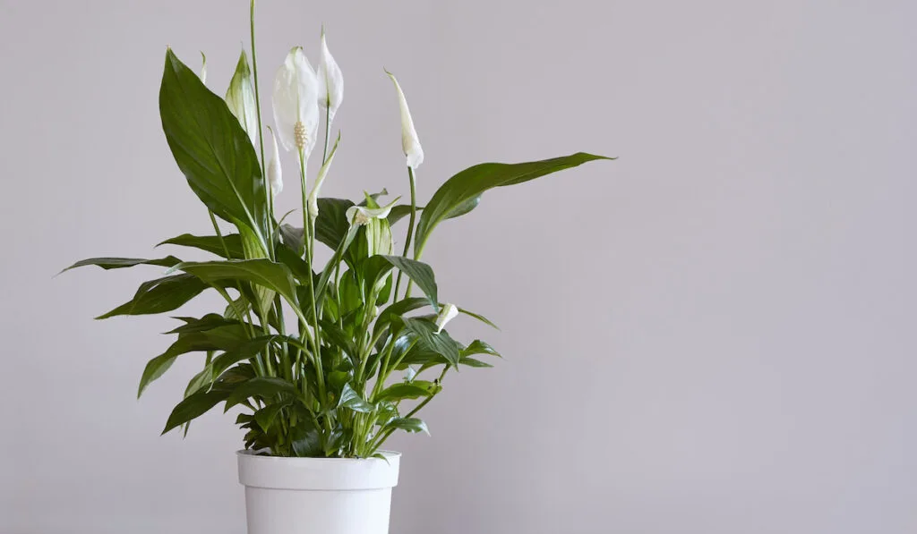 Peace Lily plant in a white pot on a wooden table