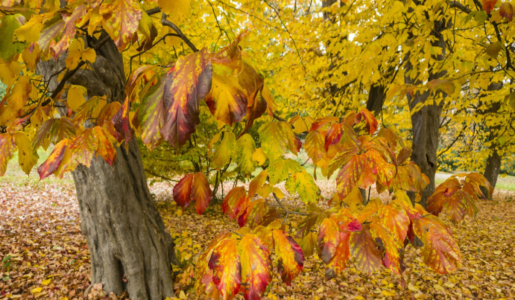 Persian ironwood tree with autumnal leaves, Parrotia persica.
