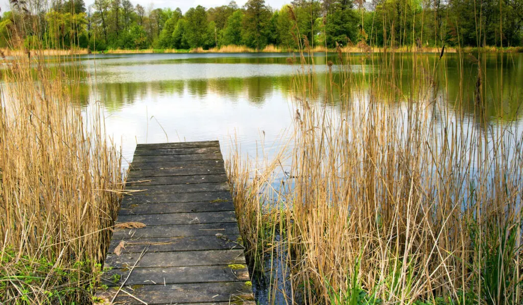 Photo of pond, reeds and wooden bridge