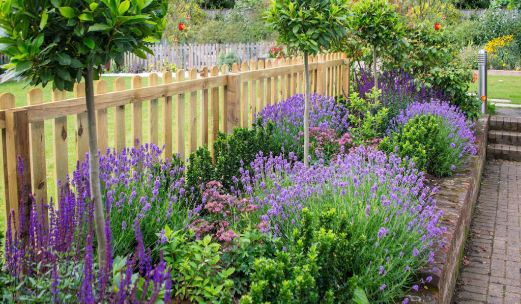 Purple Lavender and salvia among other plants in an attractive border in a garden framed by a picket fence.
