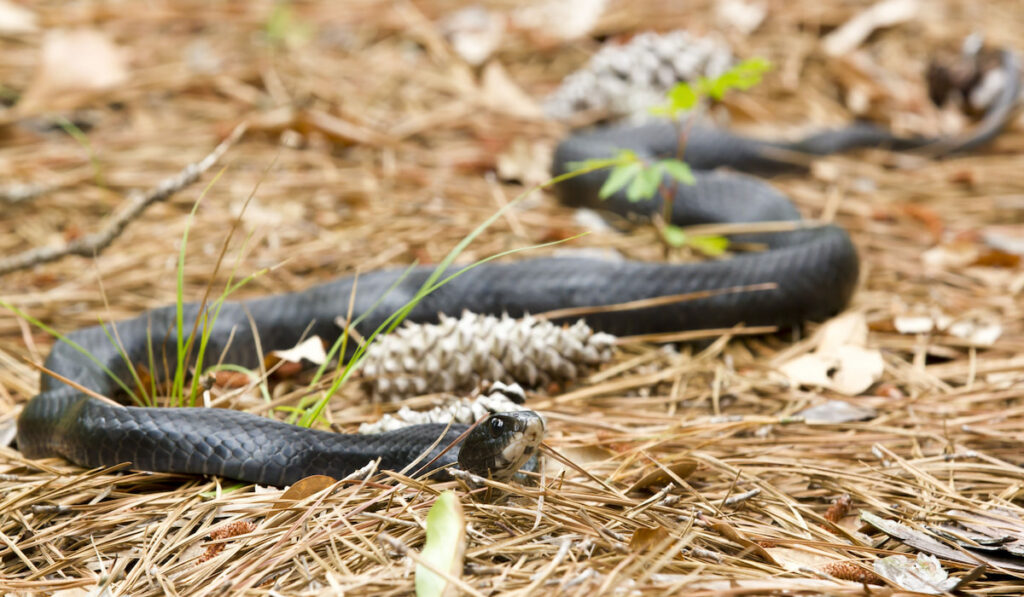 Rat snake,Colubrinae, on the ground in pine straw
