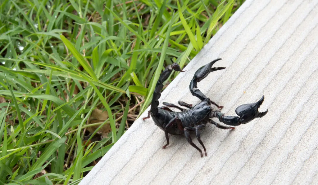 Scorpion on nature background in courtyard.