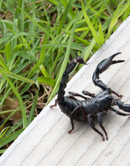 Scorpion-on-nature-background-in-courtyard
