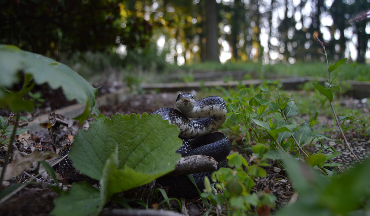 11 Ways to Keep Snakes Out of Your Garden Crate and Basket