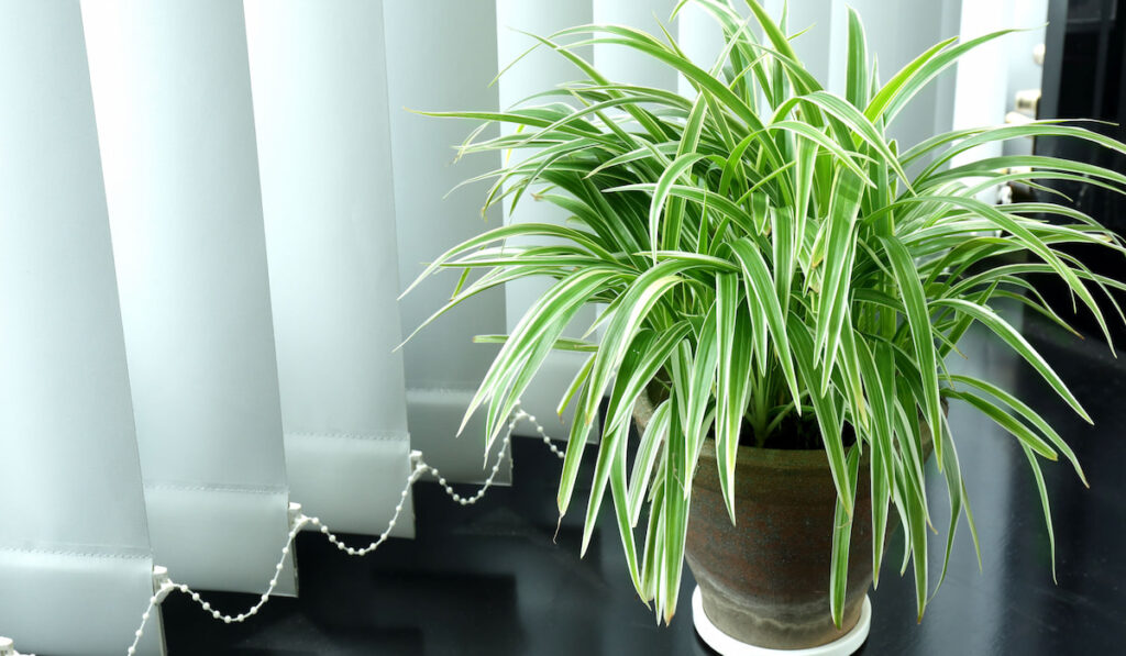 Spider Plant in a pot inside the house 