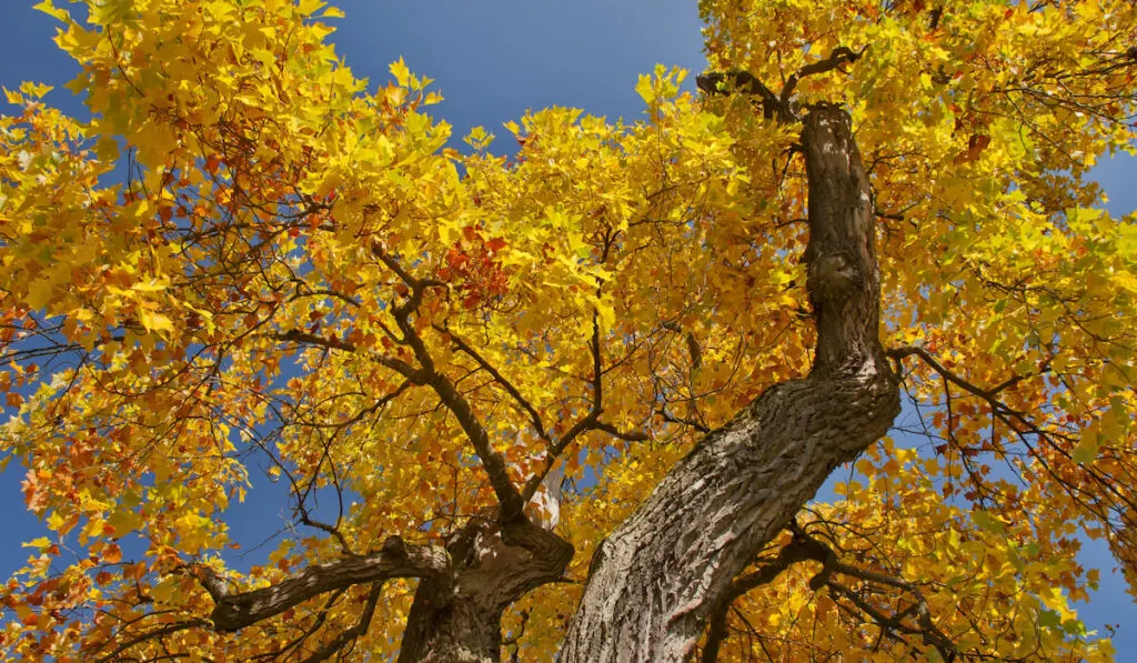 Tulip Tree (Liriodendron tulipifera) with golden leaves in autumn
