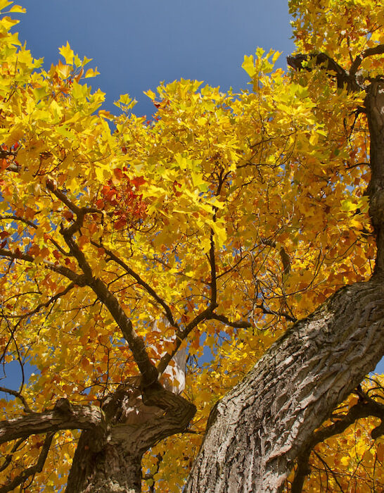 Tulip-Tree-Liriodendron-tulipifera-with-golden-leaves-in-autumn